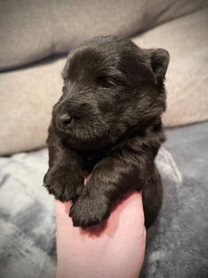 Les chiots de Scottish Terrier