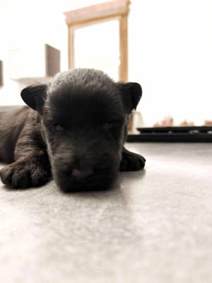 Les chiots de Scottish Terrier