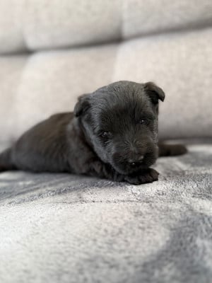 Les chiots de Scottish Terrier