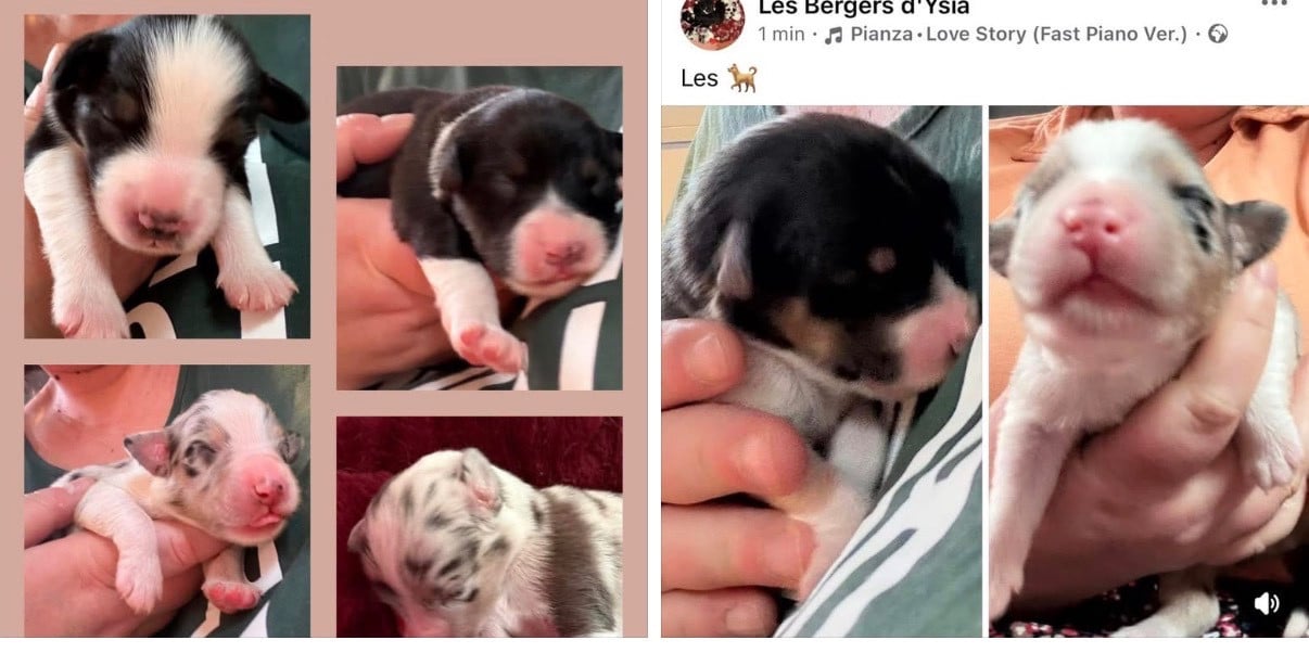 Berger Australien - des Bergers d'Ysia