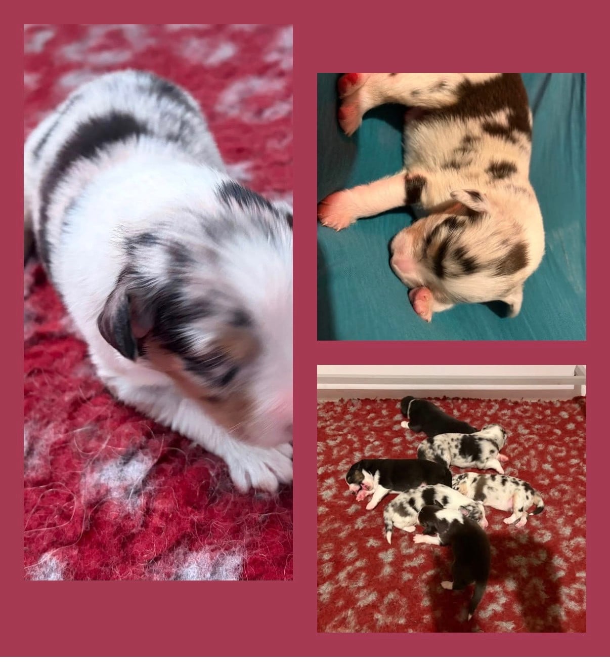 Berger Australien - des Bergers d'Ysia