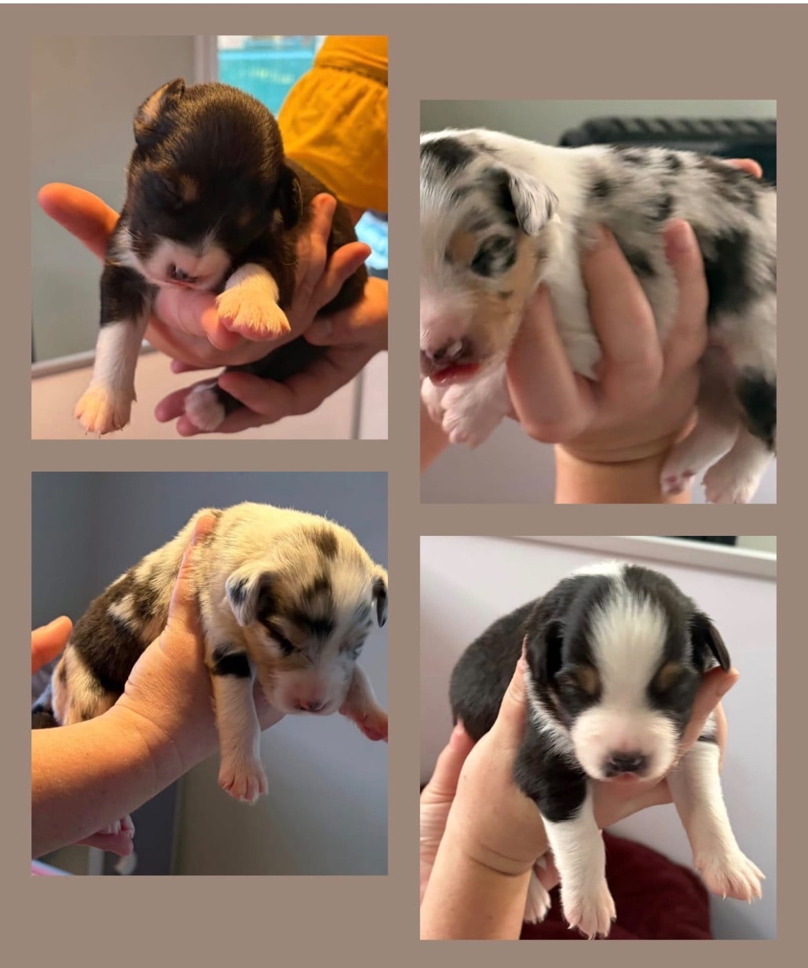 Berger Australien - des Bergers d'Ysia