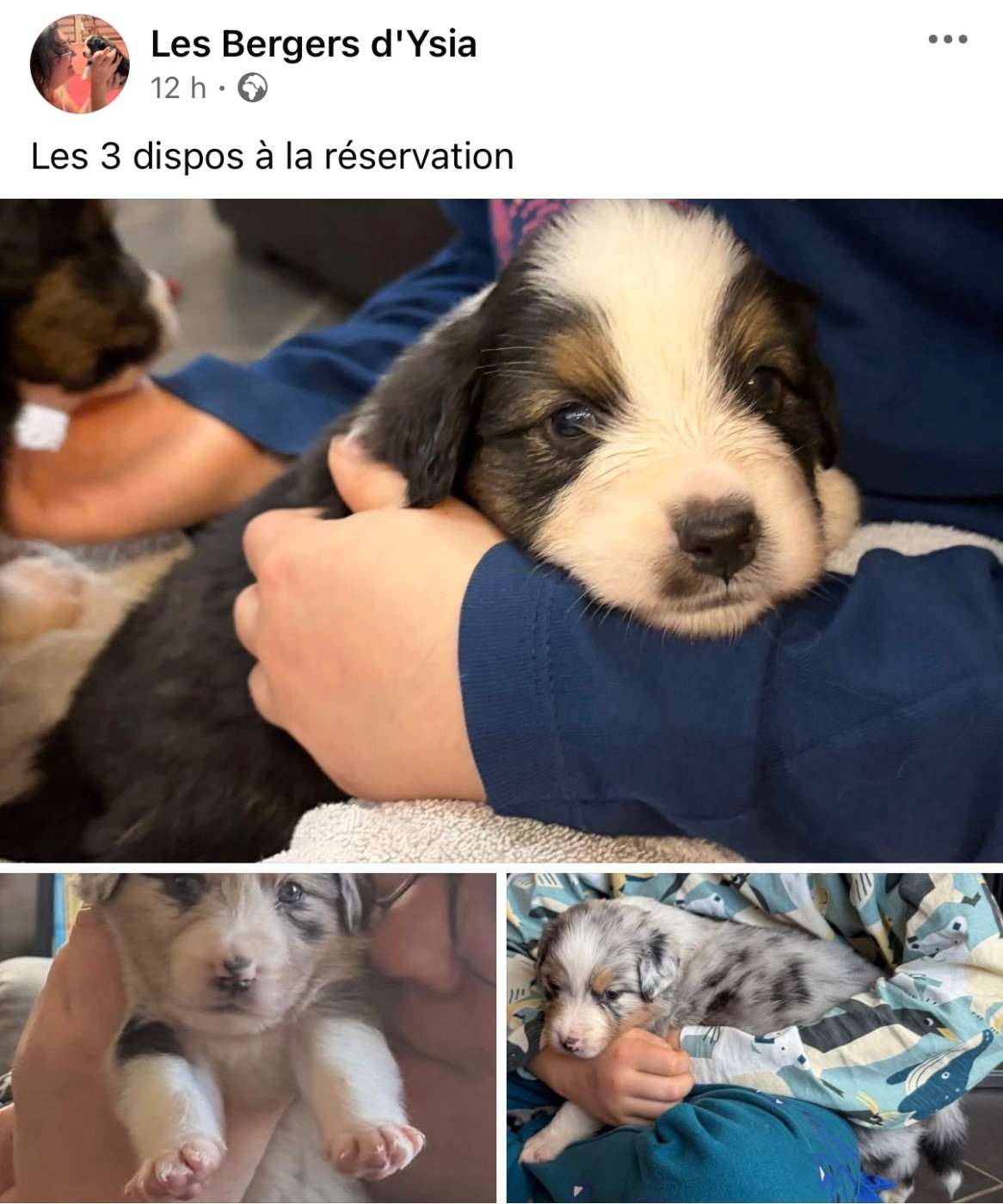 Berger Australien - des Bergers d'Ysia