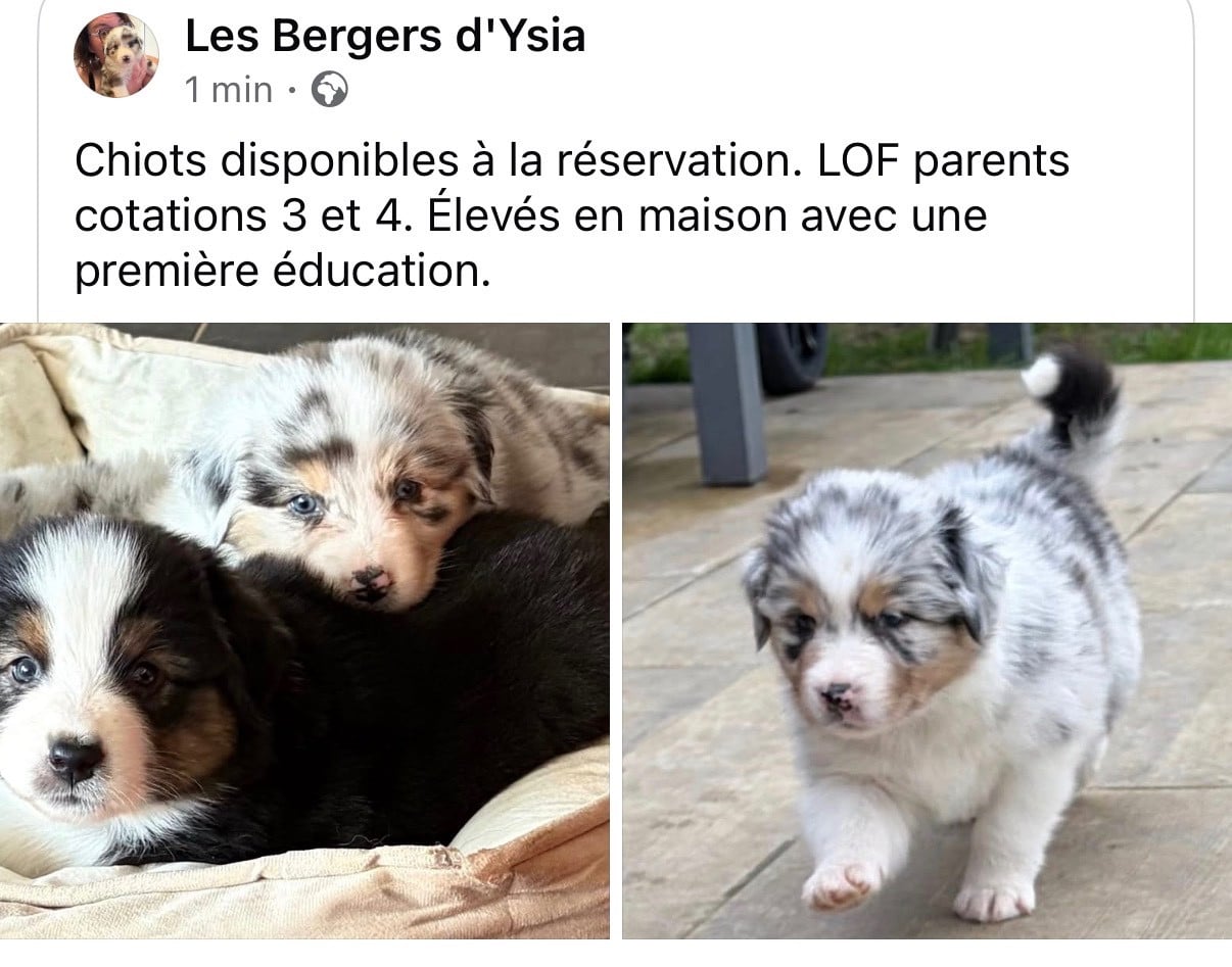 Berger Australien - des Bergers d'Ysia