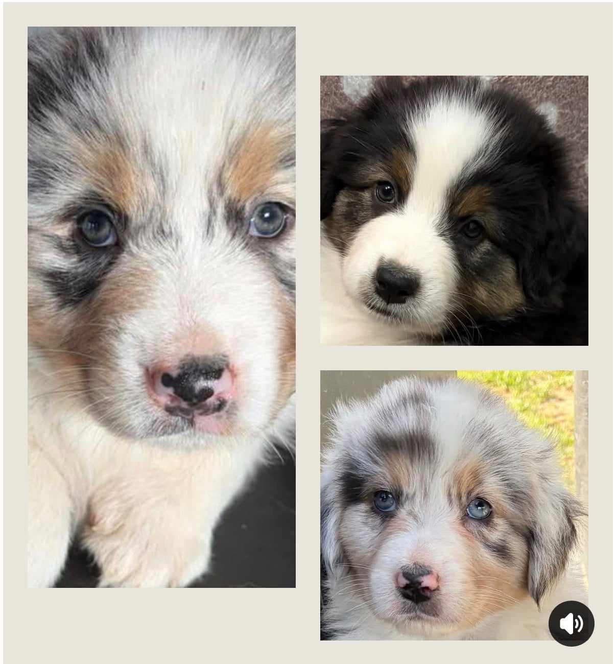 Berger Australien - des Bergers d'Ysia