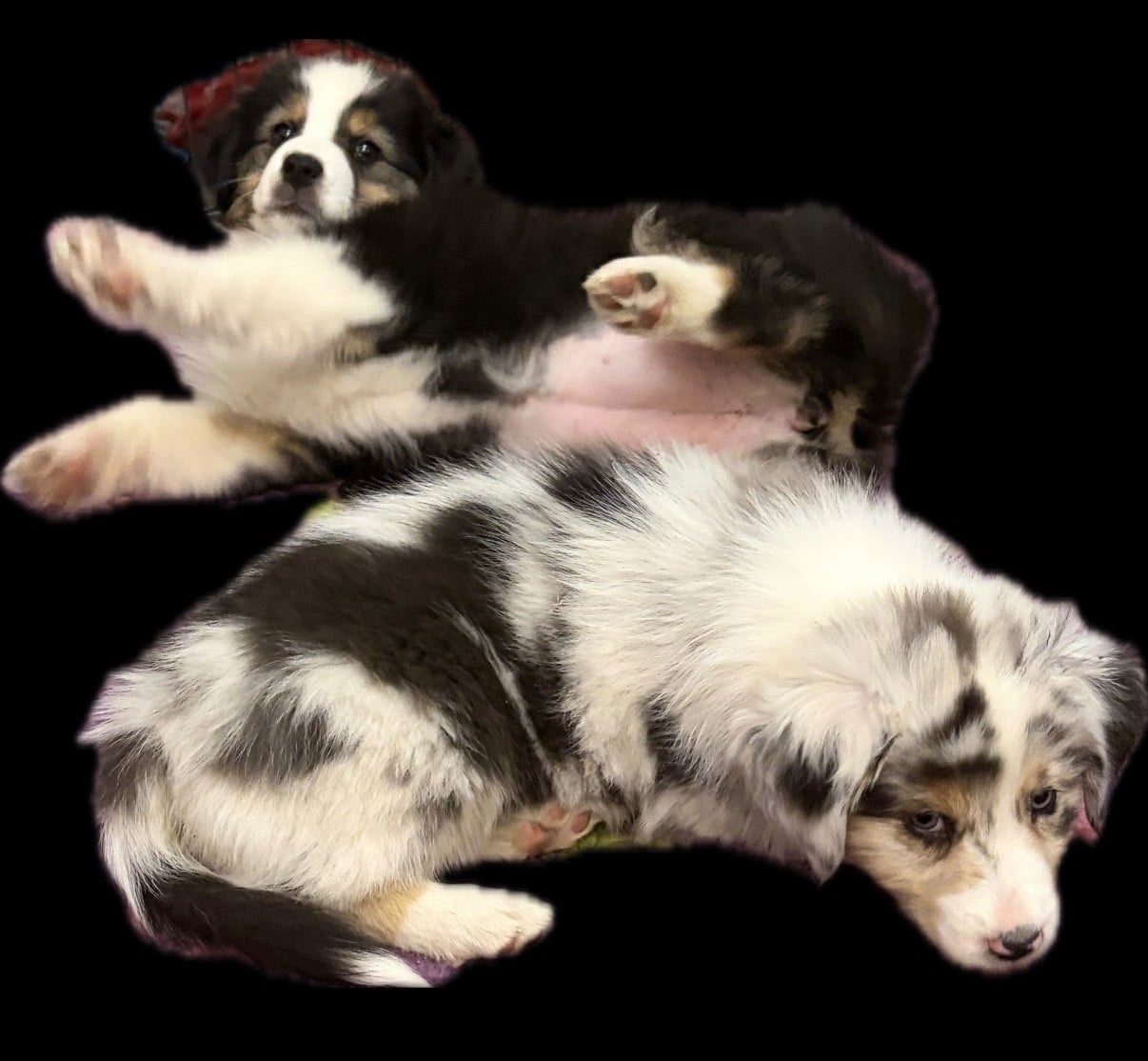 Berger Australien - des Bergers d'Ysia