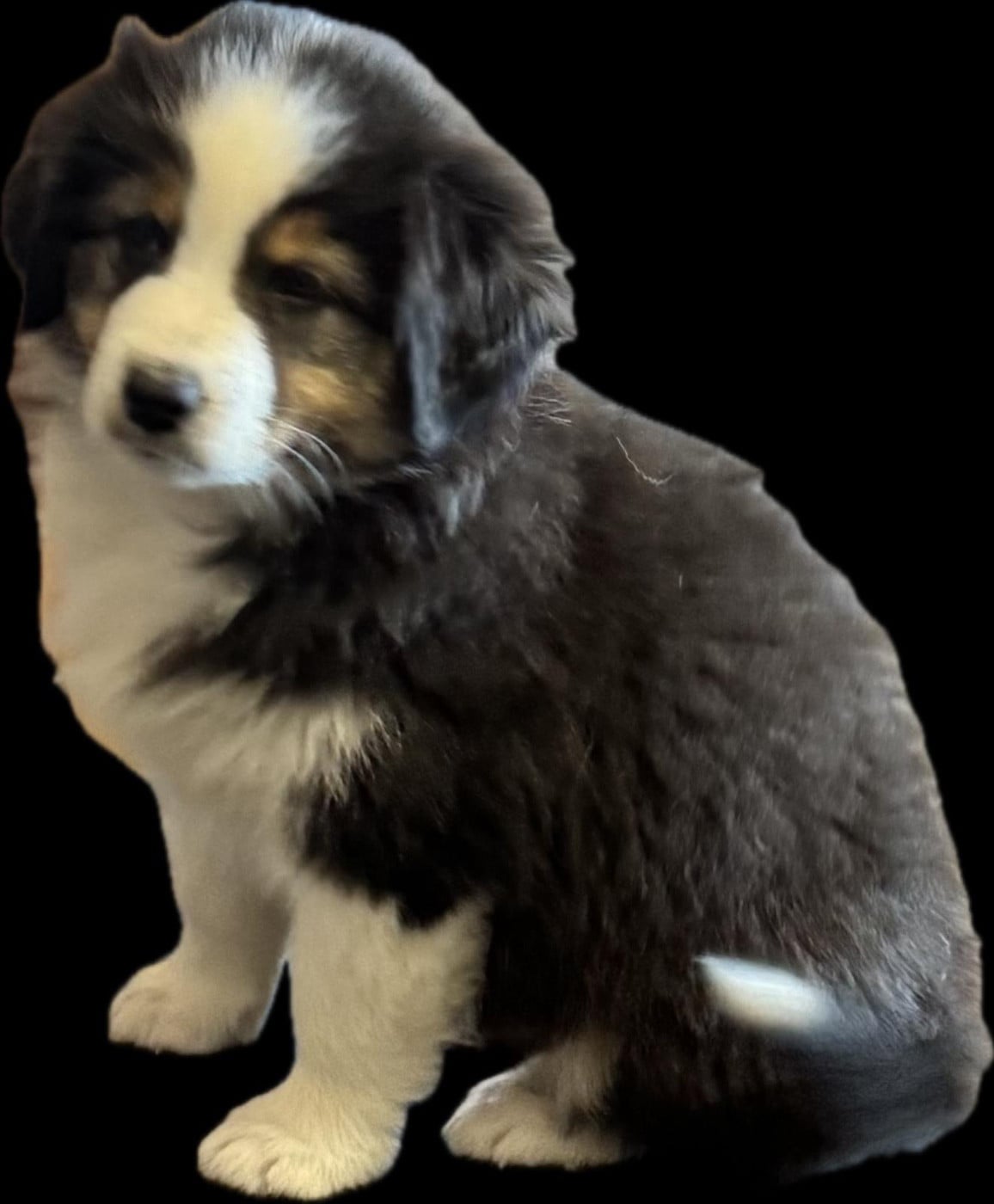 Berger Australien - des Bergers d'Ysia