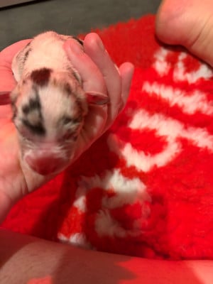 CHIOT 1 - Femelle bleu merle - Berger Australien