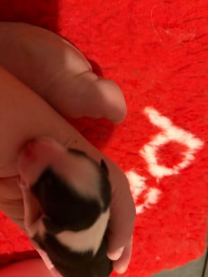 CHIOT 2 - mâle noir tricolore - Berger Australien