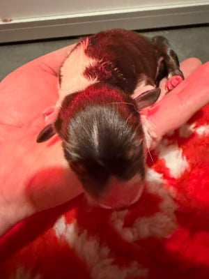 CHIOT 3 - Mâle noir tricolore - Berger Australien