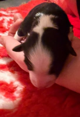 CHIOT 7 - Femelle noir tricolore - Berger Australien