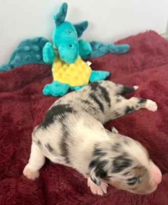 Les chiots de Berger Australien