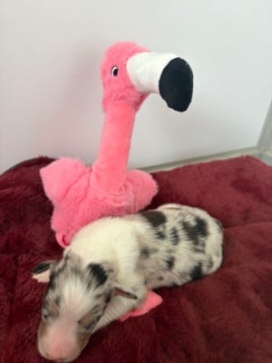 Les chiots de Berger Australien