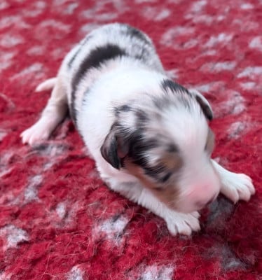 Les chiots de Berger Australien