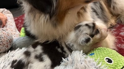 Les chiots de Berger Australien