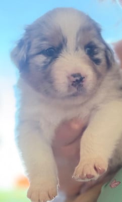 Les chiots de Berger Australien