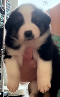 Les chiots de Berger Australien