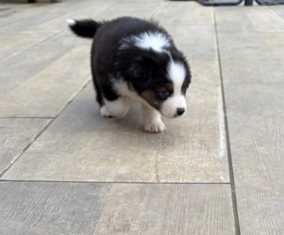 Les chiots de Berger Australien