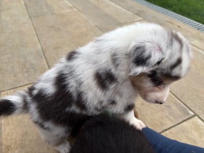 Les chiots de Berger Australien
