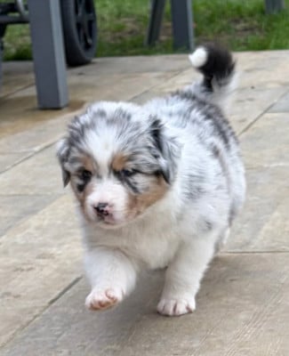Les chiots de Berger Australien