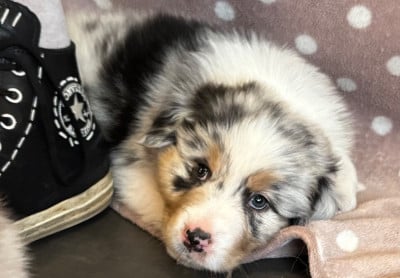 Les chiots de Berger Australien