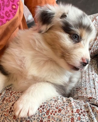 Les chiots de Berger Australien