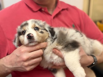 Les chiots de Berger Australien