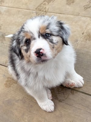 Les chiots de Berger Australien
