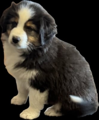 Les chiots de Berger Australien