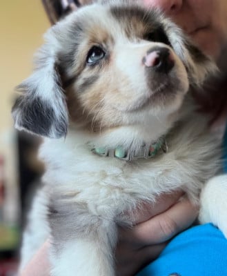 Les chiots de Berger Australien