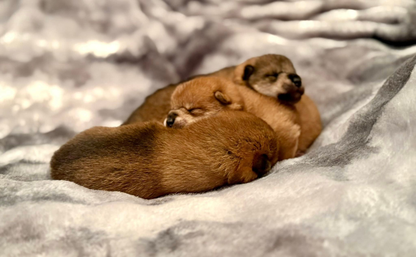 Shiba - Des Terres De Norfendre