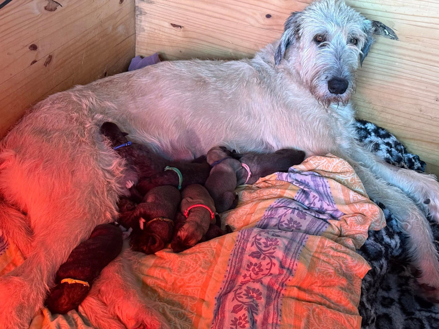 Levrier Irlandais - Des Terres De Norfendre