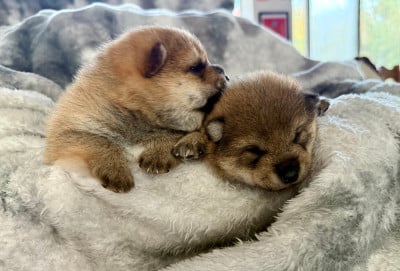 Les chiots de Shiba