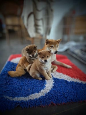 Les chiots de Shiba