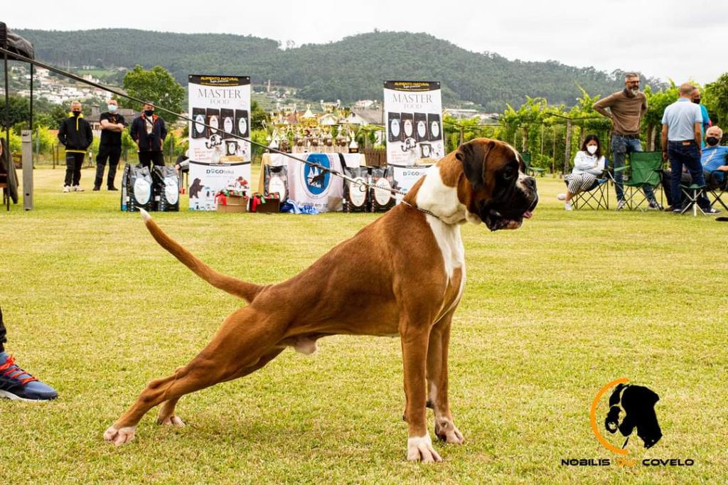 CH. Aske Dironau - EX1+CCJ+CCJC+CAMPEON DEL AÑO