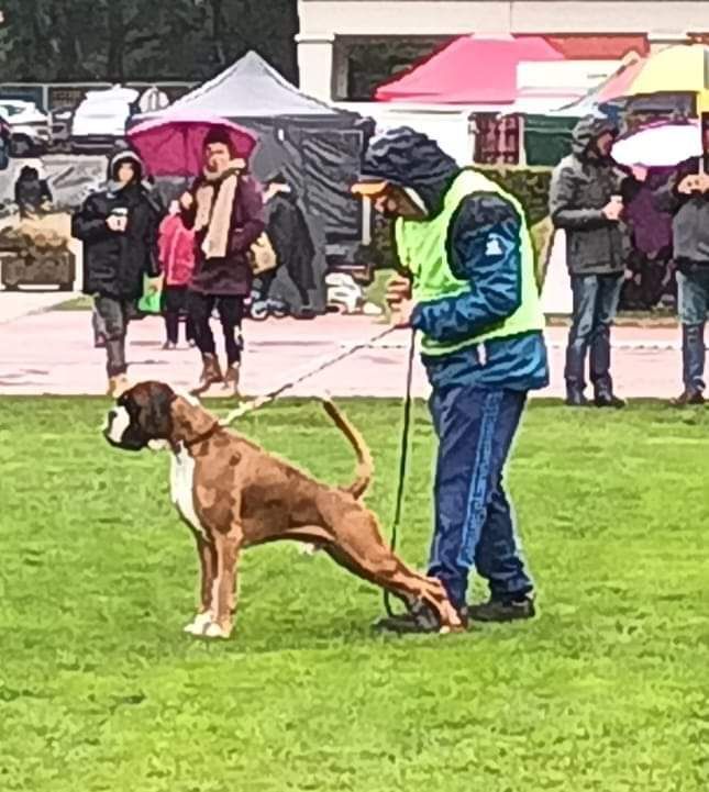 CH. Aske Dironau - EXC