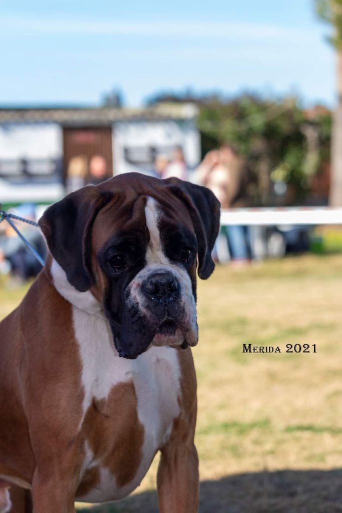 CH. Aske Dironau - EXC 2