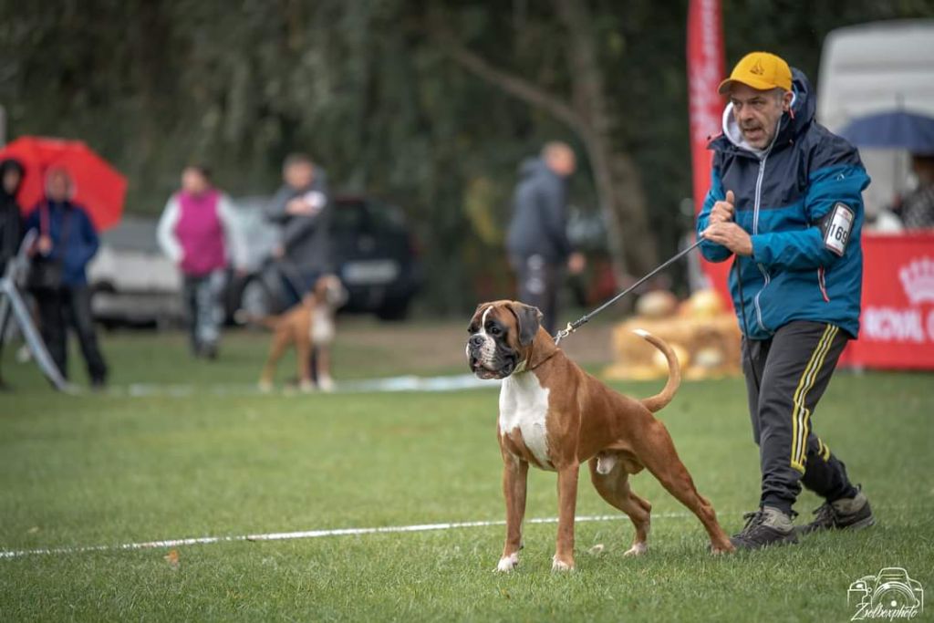 CH. Aske Dironau - EXC1 + CAC