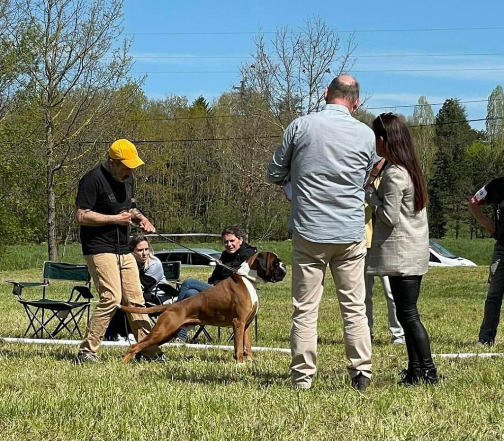 CH. Aske Dironau - EXC 2 + MEDALLA DE PLATA