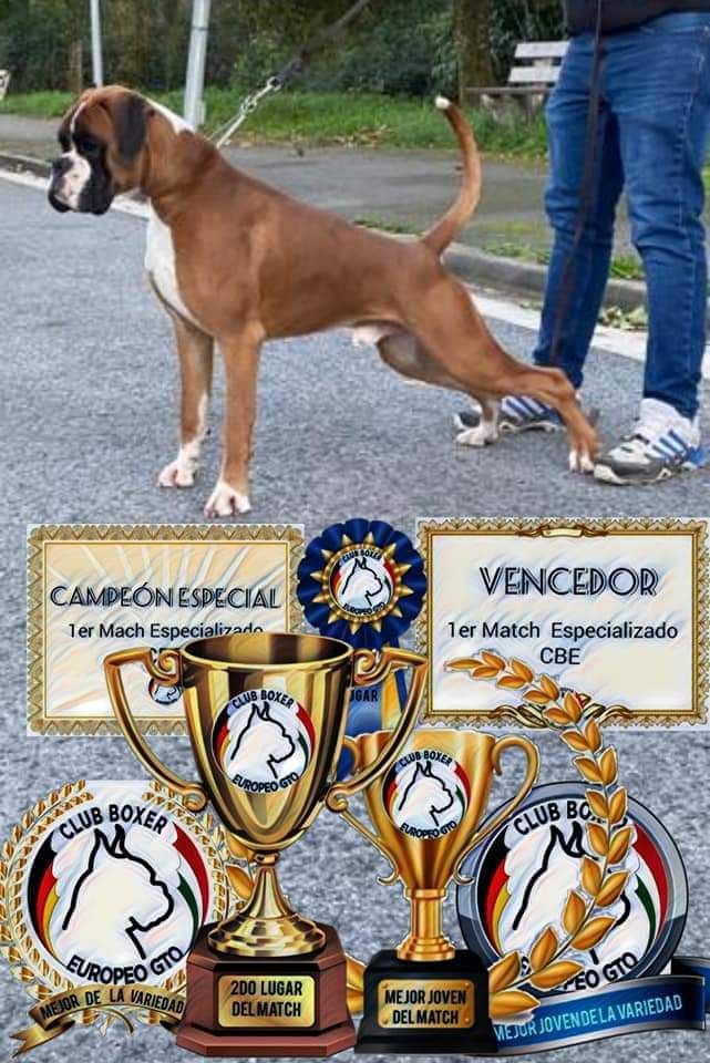 CH. Aske Dironau - EXC1+MEJOR JOVEN+MEJOR DE VARIEDAD ABSOLUTO+RBIS ABSOLUTO