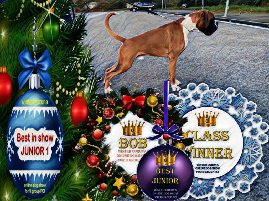 CH. Aske Dironau - EXC1+MEJOR JOVEN RAZA+MEJOR DE RAZA+BEST IN SHOW JUNIOR GRUPO II FCI