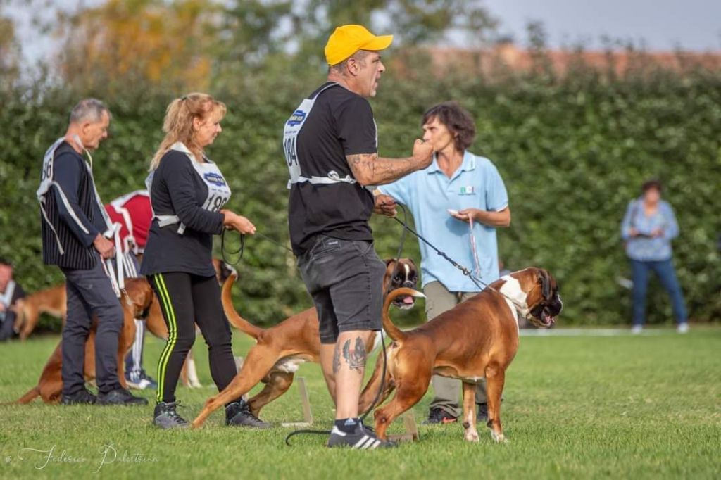 CH. Aske Dironau - EXC 1 + CAC