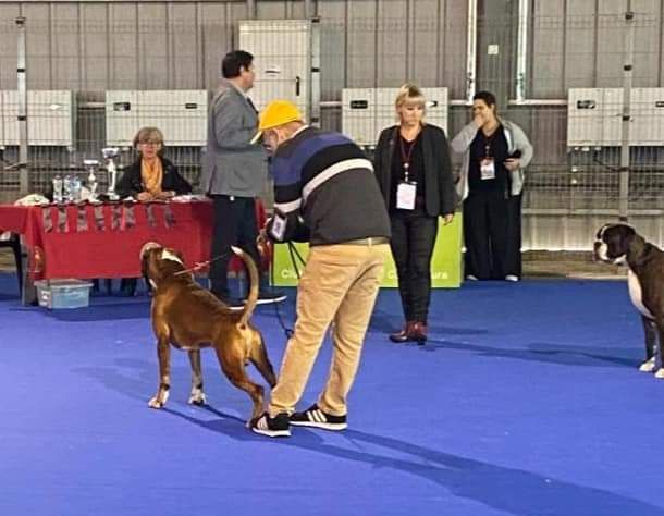 CH. Aske Dironau - EXC 1 + CAC-QC + CACIB + BOS