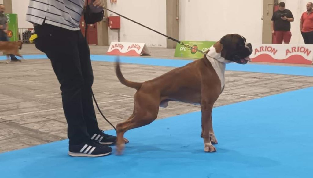 CH. Aske Dironau - EXC 1 + CAC + RCACIB