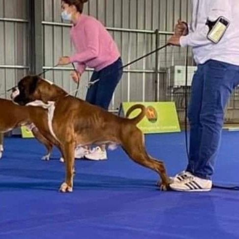 CH. Aske Dironau - EXC1 + RCAC + RCACIB