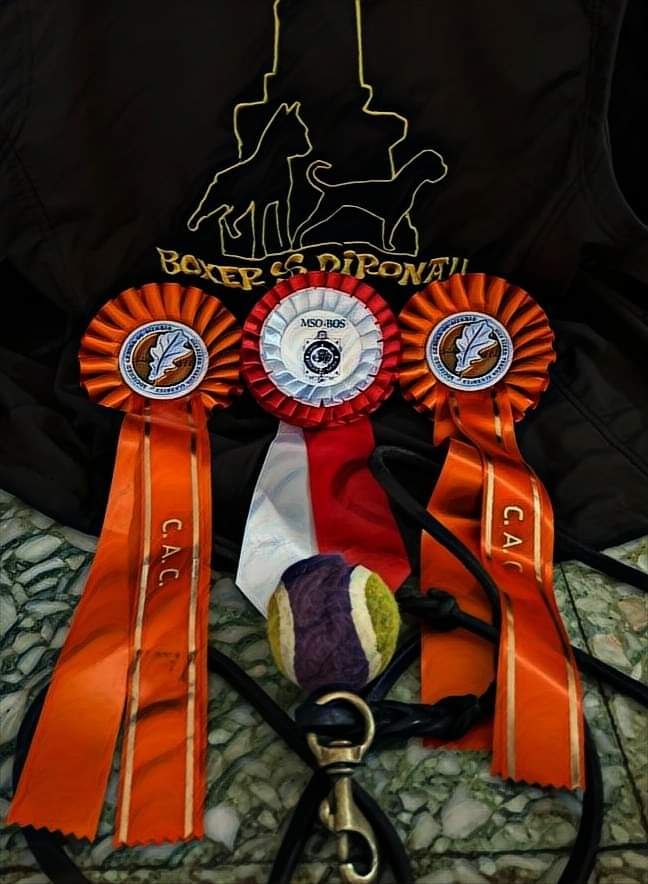 CH. Aske Dironau - EXC 1 + CAC