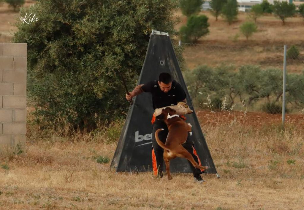 CH. Aske Dironau - APTO