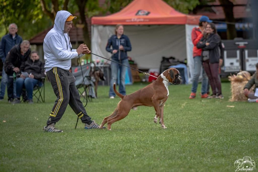 CH. Aske Dironau - EXC1 + CAC