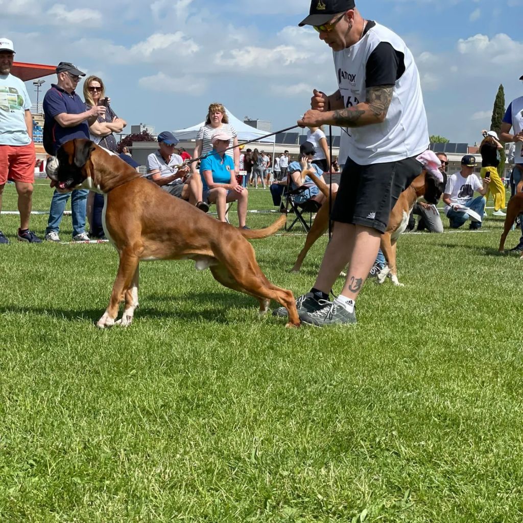 CH. Aske Dironau - EXC 2