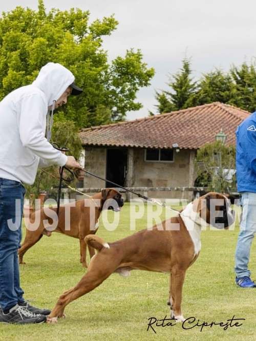 CH. Aske Dironau - EXC 2